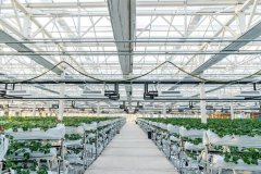 当草莓种植赶上新 新农夫“孕育好生果”--健康