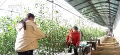 苍生“菜篮子”价优物丰四时平安 多行动无效保