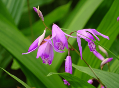 <b>科农优品农业成长无限公司：白芨种植的经济效</b>
