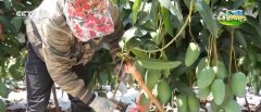 聪慧农业撑起农户“荷包子” 农产物实现从“量