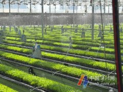 立体大棚内的奇异一幕：秧苗离地1米高 架子逃着