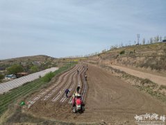 <b>【强决心 看成长】张家川县梁山镇：覆膜种植推</b>